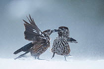 Spotted nutcracker (Nucifraga caryocatactes) two fighting in snow, Vitosha Mountain, Sofia, Bulgaria