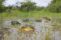 African giant bullfrog (Pyxicephalus adspersus) males calling in water, Central Kalahari Game Reserve, Botswana