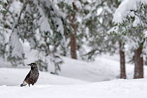 Spotted nutcracker (Nucifraga caryocatactes) in snowy forest, Crans Montana, the Alps, Wallis, Switzerland. February