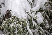 Spotted nutcracker (Nucifraga caryocatactes) perched on snowy branch, Crans Montana, the Alps, Wallis, Switzerland. February