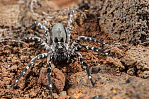 Male Deserta Grande wolf spider (Hogna ingens), Deserta Grande, Madeira, Portugal. Critically endangered.