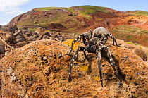 Deserta Grande wolf spider (Hogna ingens), Deserta Grande, Madeira, Portugal. Critically endangered.
