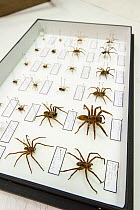 Deserta Grande wolf spider (Hogna ingens) and other spider specimens in a display case, Funchal's Natural History Museum, Madeira, Portugal.