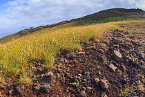 View of Castanheira valley partly covered with Bulbous canary-grass (Phalaris aquatica), this invasive species threatens the habitat of the Deserta Grande wolf spider (Hogna ingens), Deserta Grande, M...
