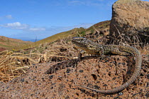 Madeira wall lizard (Teira dugesii), Deserta Grande, Madeira, Portugal. Endemic to Madeira.