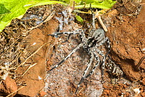 Male Deserta Grande wolf spider (Hogna ingens) in den with old moult material, Deserta Grande, Madeira, Portugal. Critically endangered.