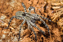 Sub-adult Deserta Grande wolf spider (Hogna ingens) eating a cricket, Deserta Grande, Madeira, Portugal. Critically endangered.