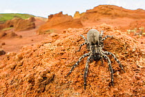 Deserta Grande wolf spider (Hogna ingens), Deserta Grande, Madeira, Portugal. Critically endangered.