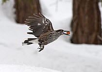 Spotted nutcracker (Nucifraga caryocatactes) flying carrying nut, Pennine Alps, Wallis, Switzerland. Small repro only.