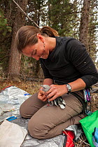 Woman ringing Clark's nutcracker (Nucifraga columbiana) Wyoming, USA. April