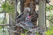 Clark's nutcracker (Nucifraga columbiana) feeding nestlings, Wyoming, USA. April.