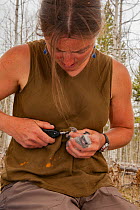 Woman ringing Clark's nutcracker (Nucifraga columbiana) Wyoming, USA. April 2012.