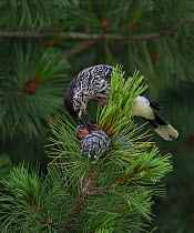 Spotted nutcracker, (Nucifraga caryocatactes),feeding on pine cone, Finland, July.