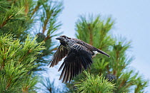 Spotted nutcracker, (Nucifraga caryocatactes) in flight, foraging for pine conees, Finland, July.
