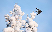 Spotted nutcracker, (Nucifraga caryocatactes) taking off from snow covered tree, Finland, January.