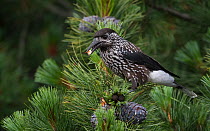 Spotted nutcracker, (Nucifraga caryocatactes) feeding on pine cone seeds, Finland, July.