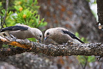 Clark's nutcracker (Nucifraga columbiana) two juveniles searching for food in pine tree, Lamar Valley, Yellowstone National Park, Wyoming, USA, June.