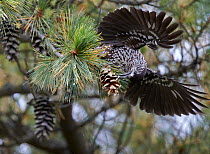 Spotted nutcracker (Nucifraga caryocatactes) feeding on pine cone, Joensuu, Finland, September