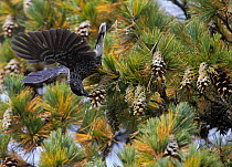 Spotted nutcracker (Nucifraga caryocatactes) feeding on pine cone, Joensuu, Finland, September.