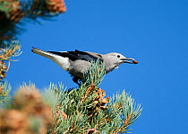 Clarks' Nutcracker (Nucifraga columbiana), gathering Pinyon Pine seeds, autumn, Mono Lake Basin, California, USA