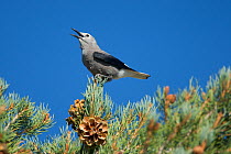 Clark's nutcracker (Nucifraga columbiana) perched on Pinyon Pine, calling, Mono Lake Basin, California, USA