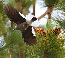Clark's Nutcracker (Nucifraga columbiana), taking flight from Jeffrey Pine (Pinus jeffreyi) where it has been gathering pine seeds, autumn, Mono Lake Basin, California, USA