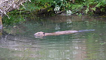 Eurasian beaver (Castor fiber) at pond surface, before turning, swimming and diving under water, Carmarthenshire, Wales, UK, June. Captive.