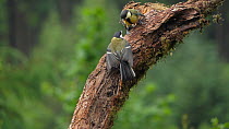 Slow motion clip of a Great tit (Parus major) fledgling begging for food by fluttering wings,  chased off by adult, Carmarthenshire, Wales, UK, June.