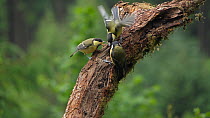 Slow motion clip of Great tit (Parus major) fledglings begging adult for food, Carmarthenshire, Wales, UK, June.