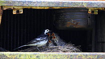Slow motion clip of a Pied wagtail (Motacilla alba) entering nest site in old tractor with food, before leaving with a faecal sac, Carmarthenshire, Wales, UK, July.