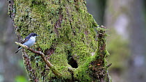 Male Pied flycatcher (Ficedula hypoleuca) flying to nest hole in a tree with food, Carmarthenshire, Wales, UK, June.