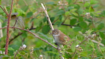 Whitethroat (Sylvia communis) moving through brambles to nest site, carrying food, Carmarthenshire, Wales, UK, June.