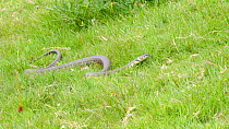 Grass snake (Natrix natrix) moving through a field, Carmarthenshire, Wales, UK, June. Captive.