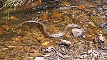Grass snake (Natrix natrix) swimming against the current in a shallow stream, Carmarthenshire, Wales, UK, June. Captive.