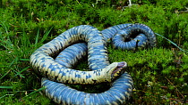 Grass snake (Natrix natrix) pretending to be dead when threatened, Carmarthenshire, Wales, UK, June. Captive.