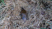 Field vole (Microtus agrestis) moving baby from a disturbed nest, Carmarthenshire, Wales, UK, June.