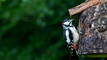 Male Great spotted woodpecker (Dendrocopos major) trying to break into nestbox to predate chicks, Carmarthenshire, Wales, UK, June.