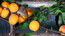 Bank vole (Myodes glareolus) feeding on apricots in a polytunnel, Carmarthenshire, Wales, UK, June.