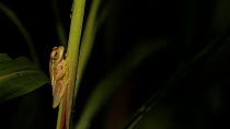 Boulenger's tree frog (Rhacophorus lateralis) on leaf  at night, Coorg, Karnataka, Western Ghats, India.
