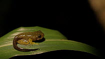 Boulenger's tree frog (Rhacophorus lateralis) tadpole on leaf  at night, Coorg, Karnataka, Western Ghats, India.