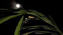 Wide angle shot of two Boulenger's tree frogs (Rhacophorus lateralis)  sitting on a leaf , with the moon in the background, Coorg, Karnataka, Western Ghats, India.
