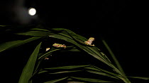Wide angle shot of three Boulenger's tree frogs (Rhacophorus lateralis)  sitting on a leaf  at night, with the moon in the background, Coorg, Karnataka, Western Ghats, India.