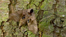 Eyed hawkmoth (Smerinthus ocellatus), Bedfordshire, England, UK, June.