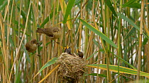 Pair of Reed warblers (Acrocephalus scirpaceus) feeding young at nest, Bedfordshire, England, UK, July.