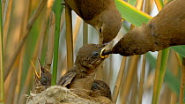 Close-up of a pair of Reed warblers (Acrocephalus scirpaceus) feeding young at nest, Bedfordshire, England, UK, July.