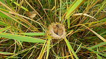 Pair of Reed warblers (Acrocephalus scirpaceus) feeding young at nest, Bedfordshire, England, UK, July.