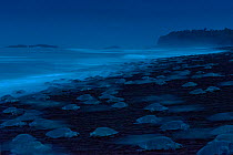Olive Ridley Sea Turtles (Lepidochelys olivacea) females come ashore during an arribada (mass nesting event) to lay eggs, Pacific Coast, Ostional, Costa Rica. Finalist in Wildlife Photographer of the...
