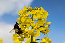 Red-tailed bumblebee (Bombus lapidarius) visiting Oilseed rape (Brassica napus)  Monmouthshire, Wales, UK, April.