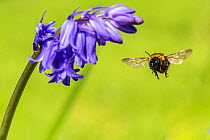 Garden bumblebee (Bombus hortorum)  visiting bluebell (Hyacinthoides non-scripta) Monmouthshire, Wales, UK, April.