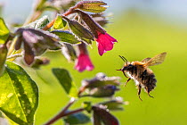 Common carder bumblebee (Bombus pascuorum) visiting Lungwort (Pulmonaria officinalis), Monmouthshire, Wales, UK, April.